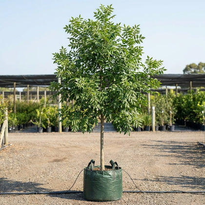 Green Ash - Fraxinus pennsylvanica