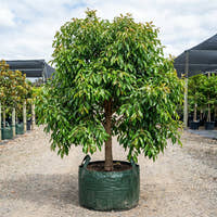 Green Avenue Weeping Lilly Pilly - Waterhousea floribunda ‘Green Avenue’