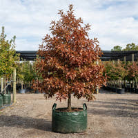 Green Pillar Pin Oak - Quercus palustris ‘Pringreen’