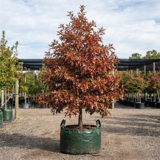 Green Pillar Pin Oak - Quercus palustris 'Pringreen'
