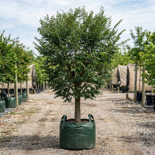 Green Vase Zelkova - Zelkova serrata ‘Green Vase’