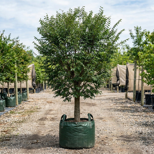 Green Vase Zelkova - Zelkova serrata 'Green Vase'