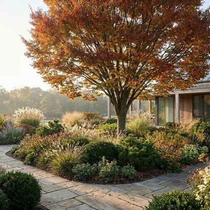 Green Vase Zelkova - Zelkova serrata 'Green Vase'