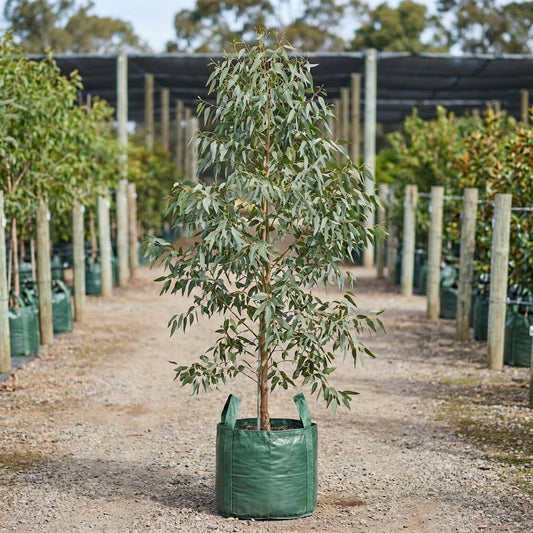 Grey Box - Eucalyptus microcarpa