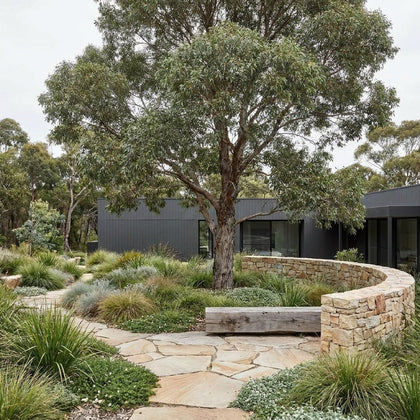 Grey Box - Eucalyptus microcarpa