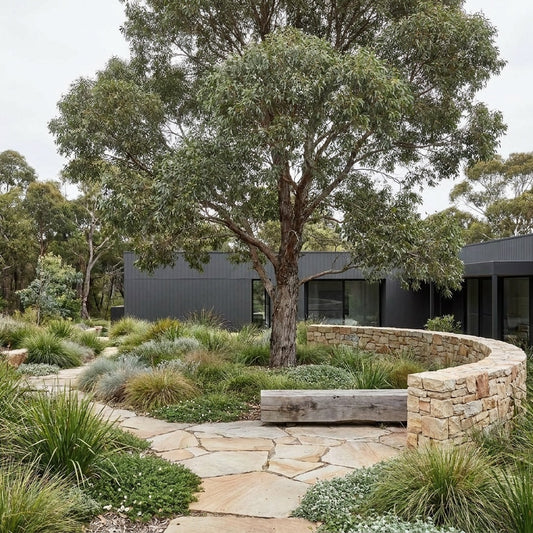 Grey Box - Eucalyptus microcarpa
