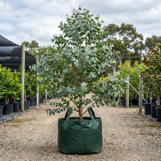 Grey Box - Eucalyptus moluccana