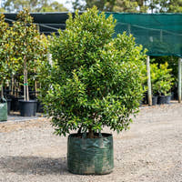 Grey Myrtle - Backhousia myrtifolia