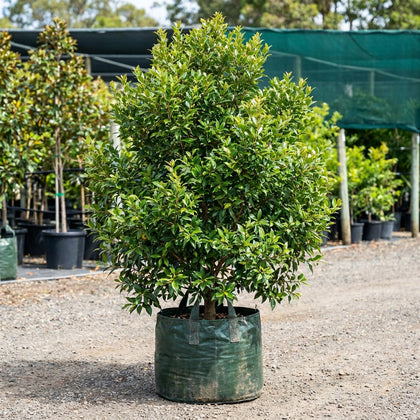Grey Myrtle - Backhousia myrtifolia
