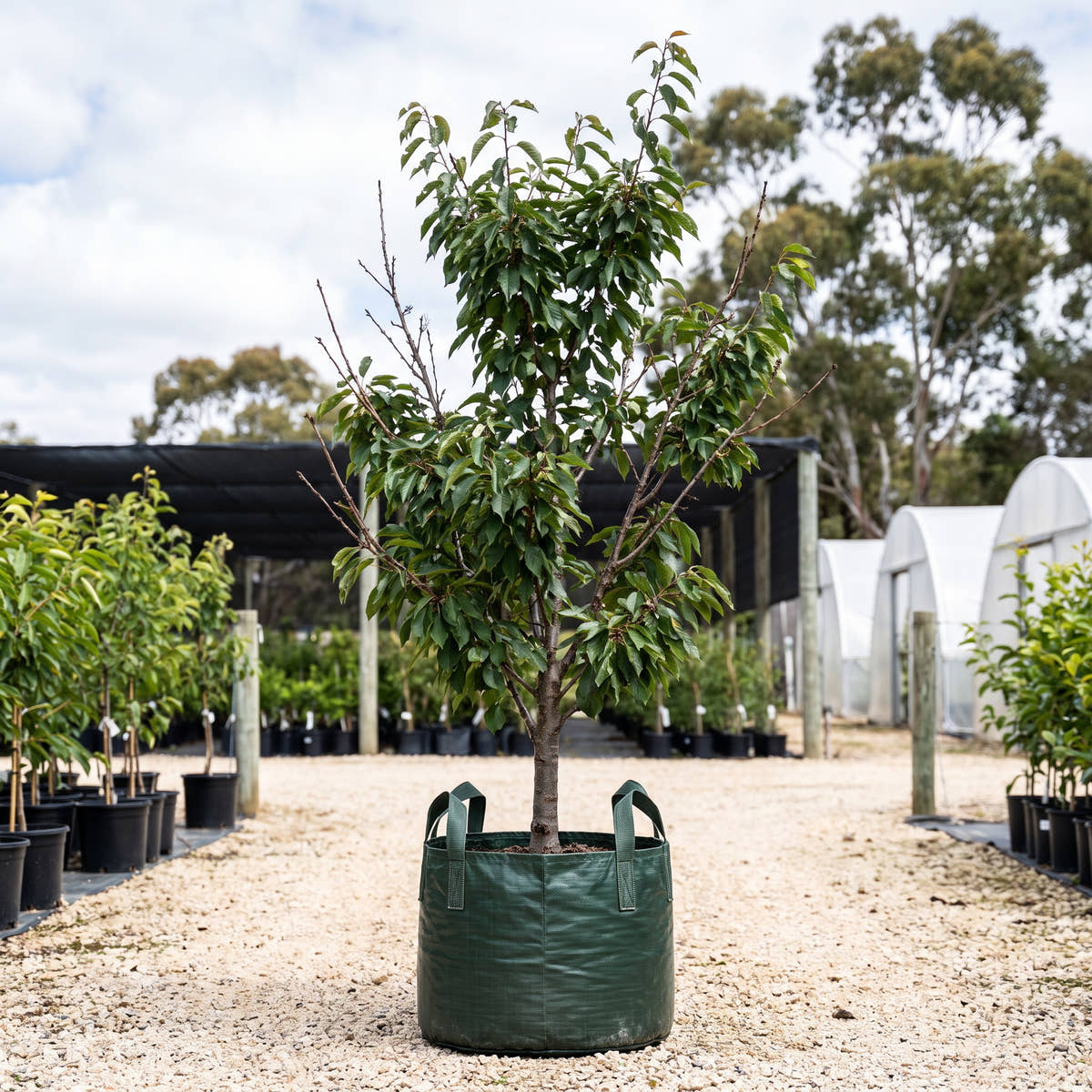 Minnie Royal Cherry - Prunus avium ‘Minnie Royal’