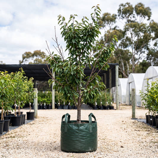 Minnie Royal Cherry - Prunus avium ‘Minnie Royal’
