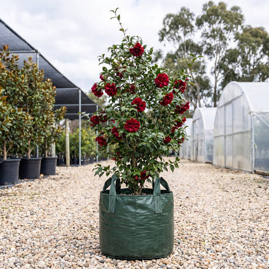 Black Magic Camellia - Camellia japonica ‘Black Magic’