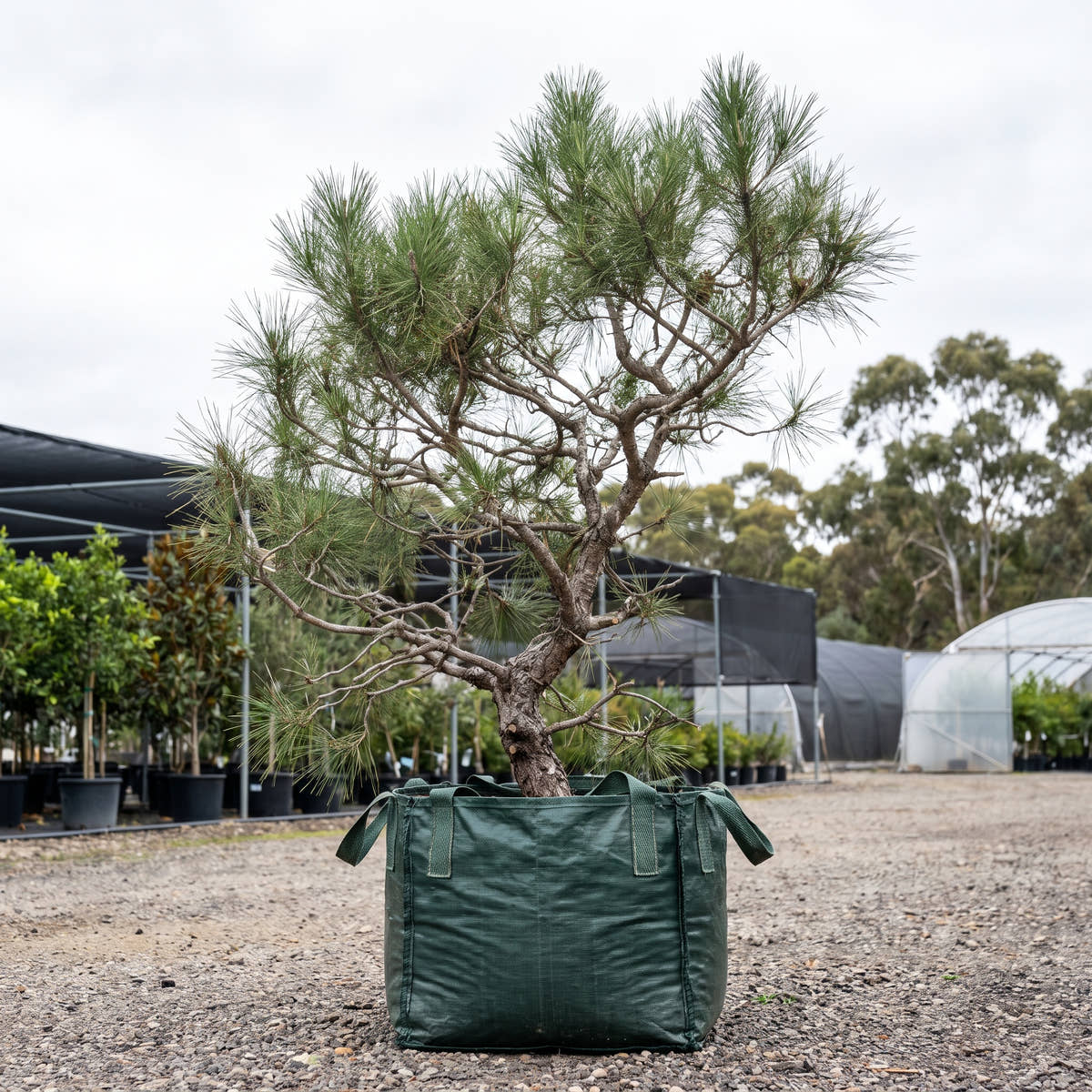 Aleppo Pine - Pinus halepensis