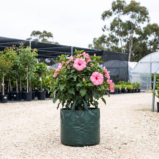 Pink Adonicus Hibiscus - Hibiscus ‘Flamenco Adonicus Pink’