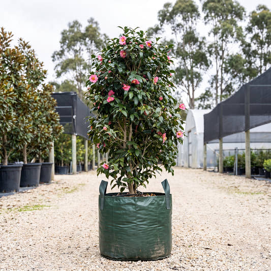Fishtail Camellia - Camellia japonica ‘Kingyo Tsubaki’