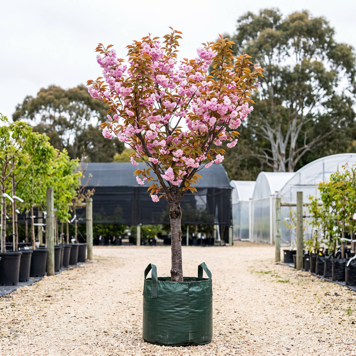 Kanzan Flowering Cherry - Prunus serrulata ‘Kanzan’