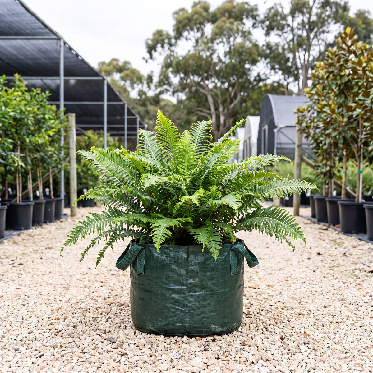 Crested Fishbone Water Fern - Blechnum nudum ‘Crested’