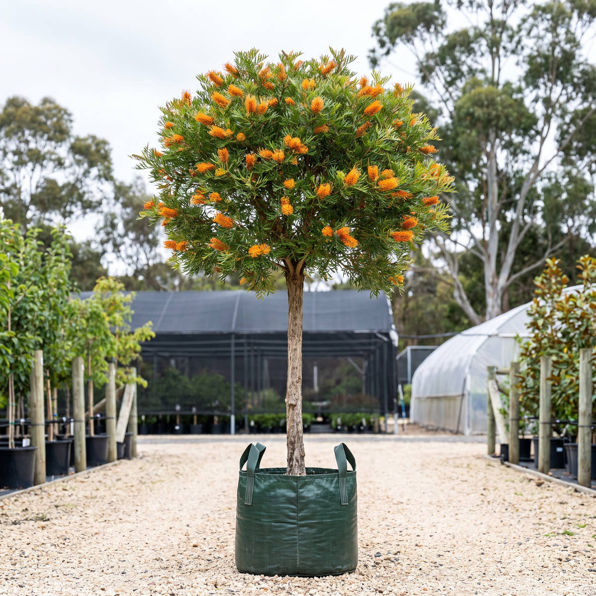Orange Wow Grevillea (Standard) - Grevillea ‘Orange Wow’