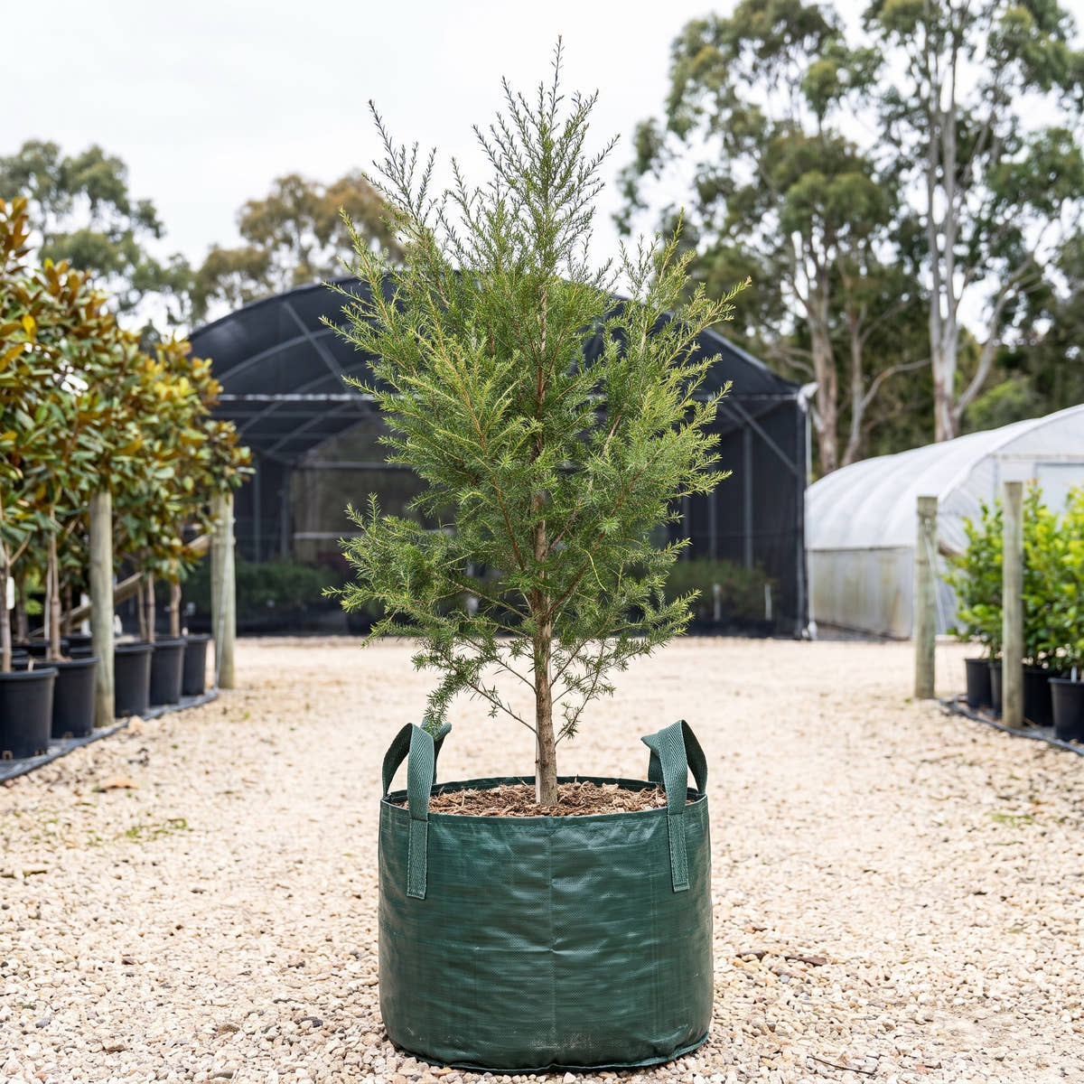 Burgan - Kunzea ericoides