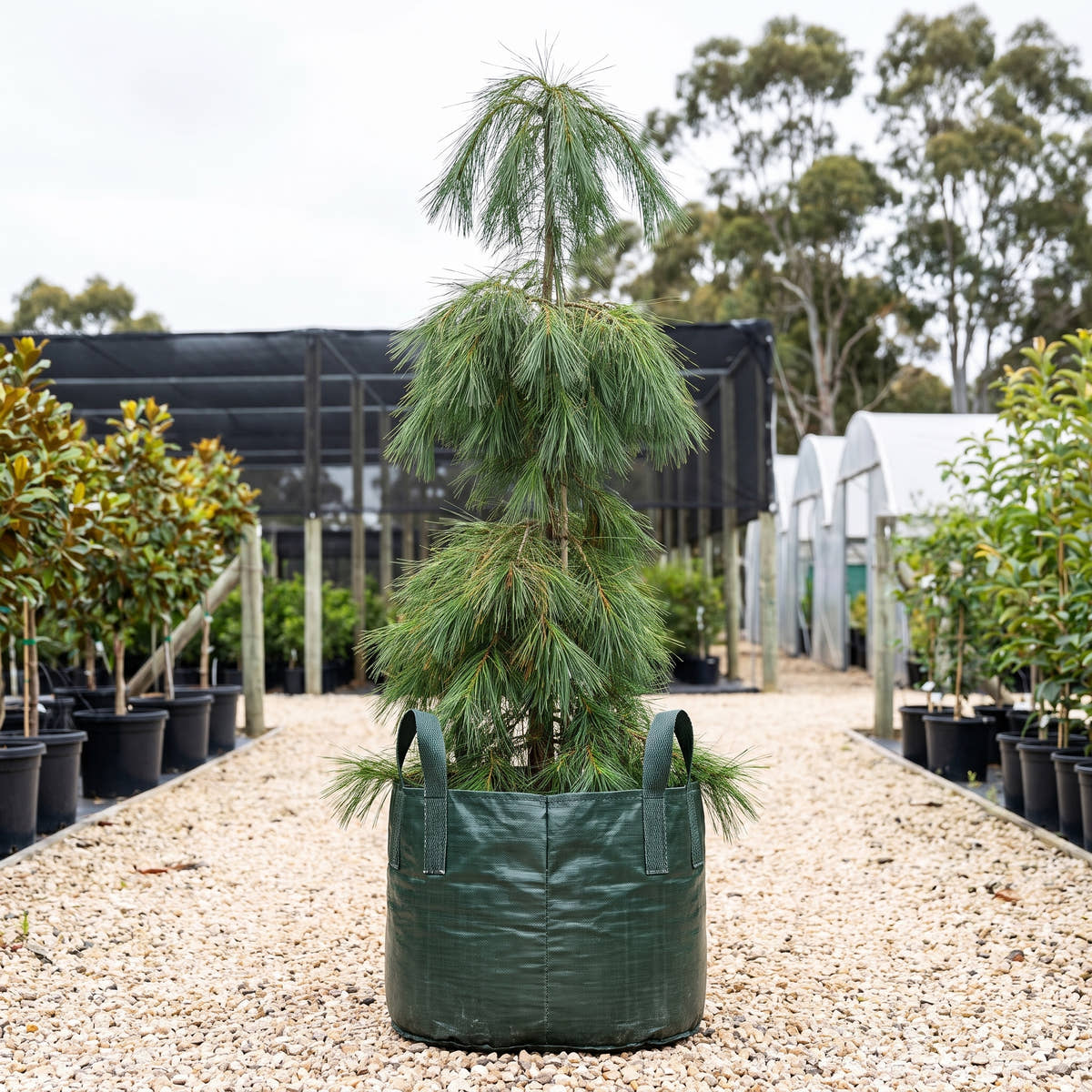 Weeping White Pine - Pinus strobus ‘Pendula’