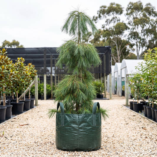 Weeping White Pine - Pinus strobus ‘Pendula’