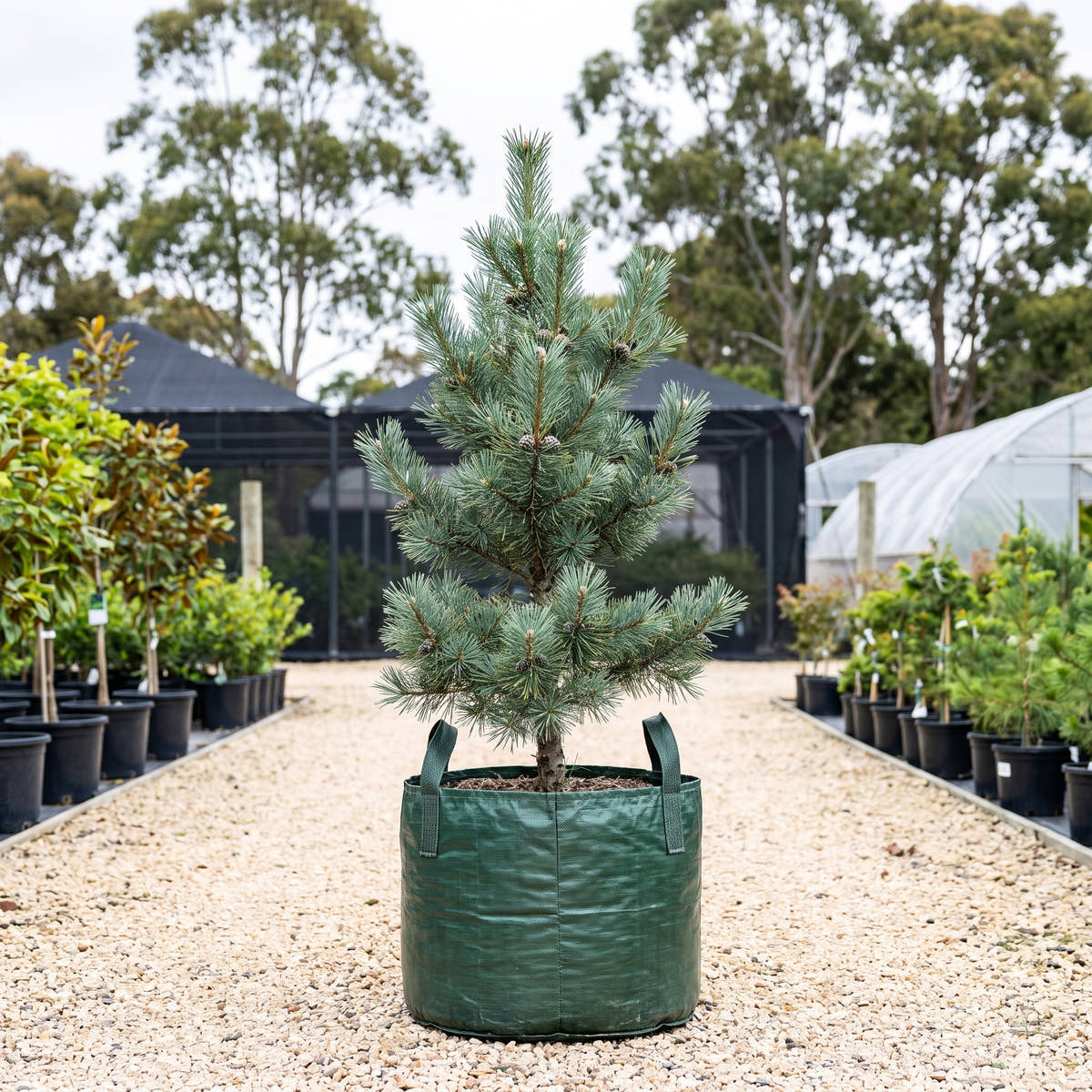 Blue Japanese White Pine - Pinus parviflora ‘Glauca’