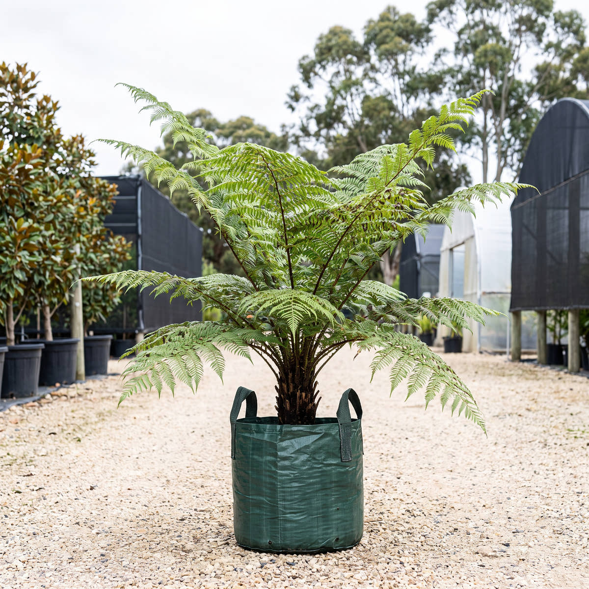 Slender Tree Fern - Cyathea cunninghamii