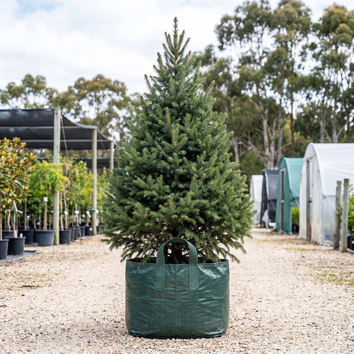 White Spruce - Picea glauca