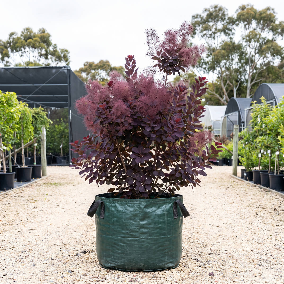 Purple Smoke Bush - Cotinus coggygria ‘Atropurpureus’