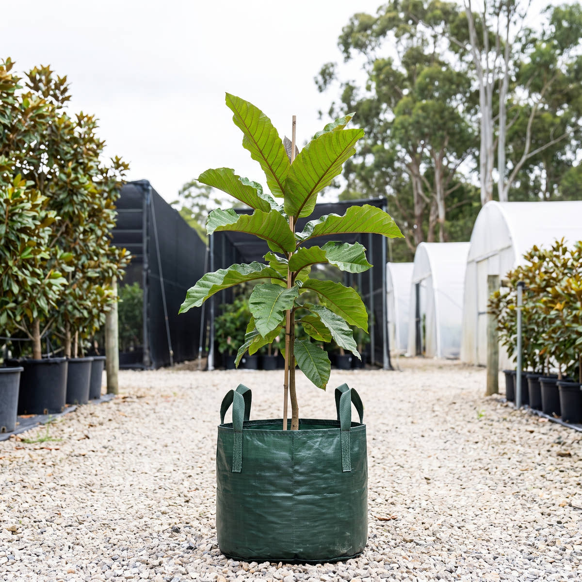 Golden Bouquet Tree - Deplanchea tetraphylla
