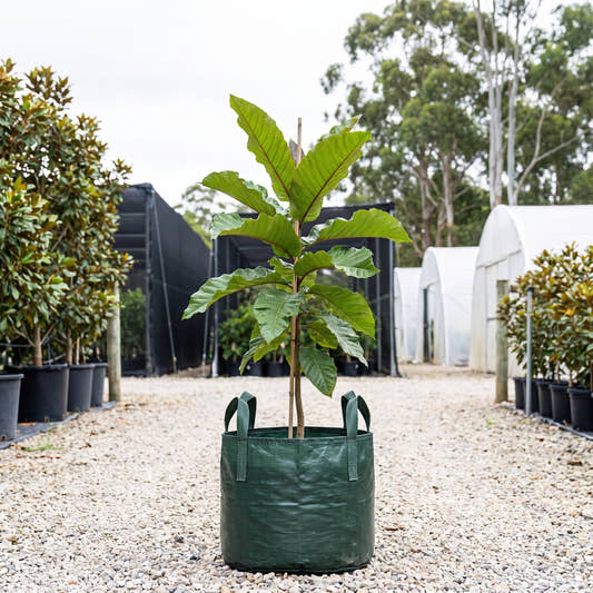 Golden Bouquet Tree - Deplanchea tetraphylla