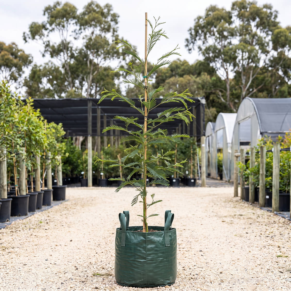 Black Wattle - Acacia mearnsii