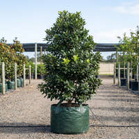 Hard Quandong Tree - Elaeocarpus obovatus