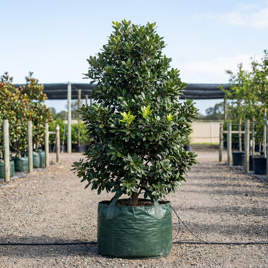 Hard Quandong Tree - Elaeocarpus obovatus