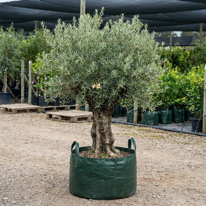 Helena Olive Tree - Olea europaea 'Helena'