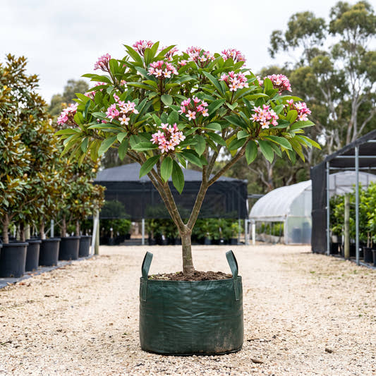 Petite Pink Frangipani - Plumeria ‘Petite Pink’