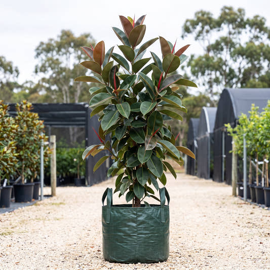 Robusta Rubber Plant - Ficus elastica ‘Robusta’