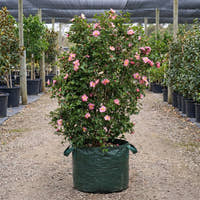 High Fragrance Camellia - Camellia ‘High Fragrance’