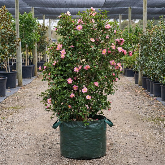 High Fragrance Camellia - Camellia 'High Fragrance'