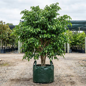Hills Weeping Fig Tree - Ficus microcarpa hillii