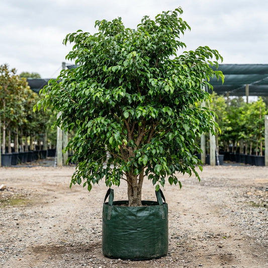 Hills Weeping Fig Tree - Ficus microcarpa hillii