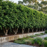Hills Weeping Fig Tree - Ficus microcarpa hillii