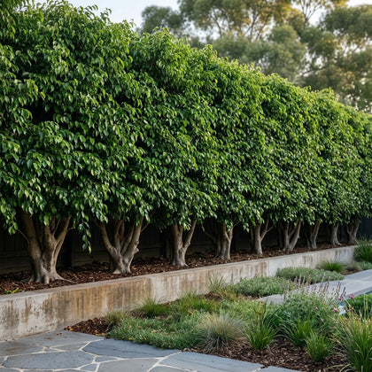 Hills Weeping Fig Tree - Ficus microcarpa hillii