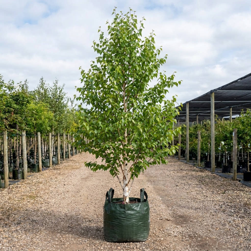 Himalayan Birch - Betula utilis var. jacquemontii