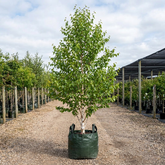 Himalayan Birch - Betula utilis var. jacquemontii