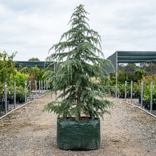 Himalayan Cedar - Cedrus deodara