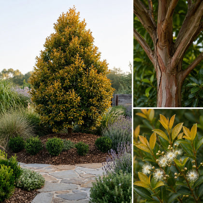 Hinterland Gold Lilly Pilly - Syzygium australe 'Hinterland Gold'