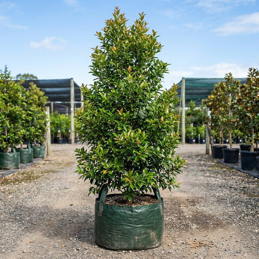Hinterland Gold Lilly Pilly - Syzygium australe 'Hinterland Gold'