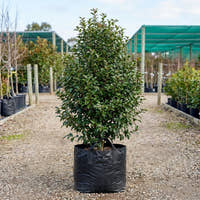 Hiryu Camellia - Camellia hiemalis ‘Hiryu’
