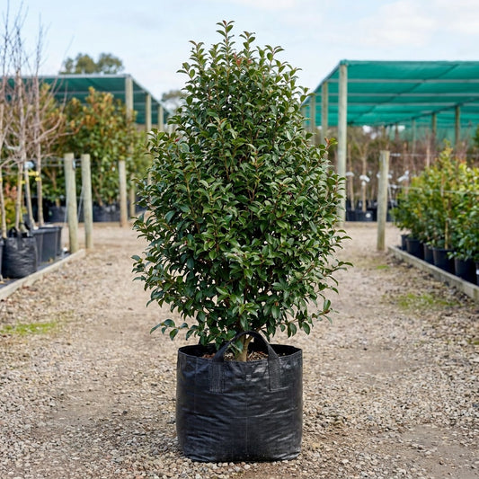 Hiryu Camellia - Camellia hiemalis 'Hiryu'